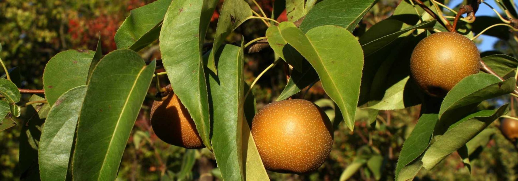 Nashi o Peral japonés: plantar, cosechar