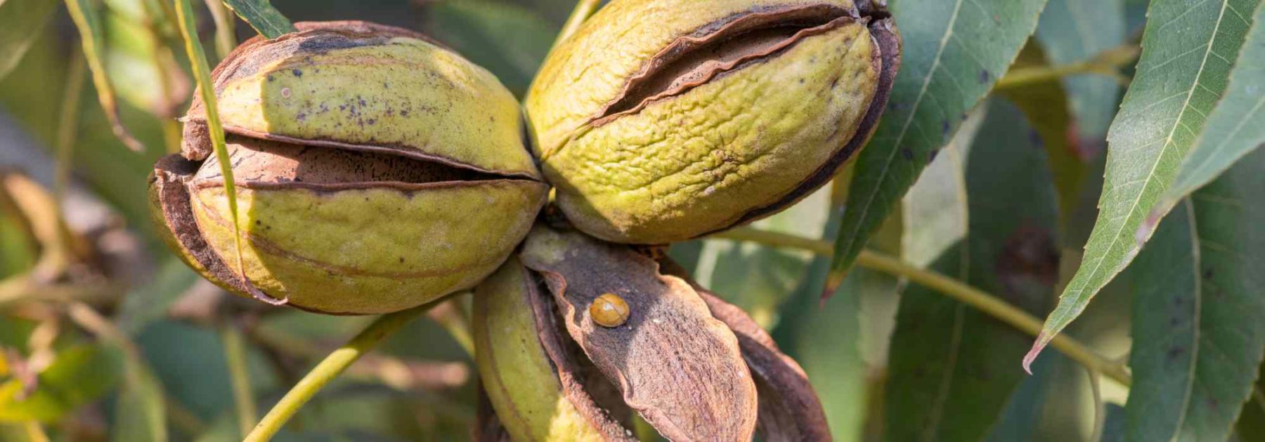 Nuez americana, nogal común: plantar, cultivar