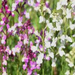 Las plantas que se siembran de manera natural por sí solas