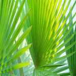 Pritchardia - Palmera: plantar y cultivar