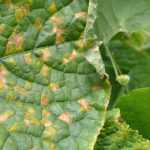 Compost: ¿qué hacer con las plantas enfermas?