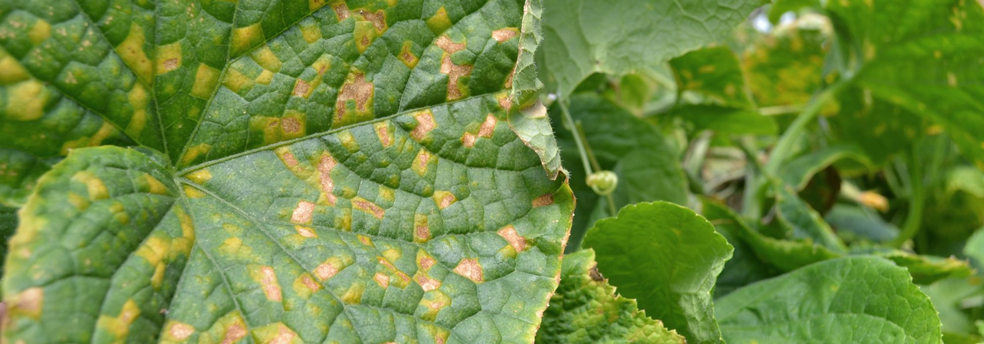 Compost: ¿qué hacer con las plantas enfermas?