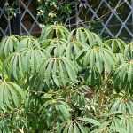 Schefflera: 5 ideas de asociaciones acertadas