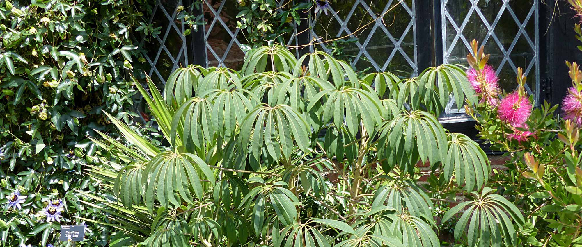 Schefflera: 5 ideas de asociaciones acertadas