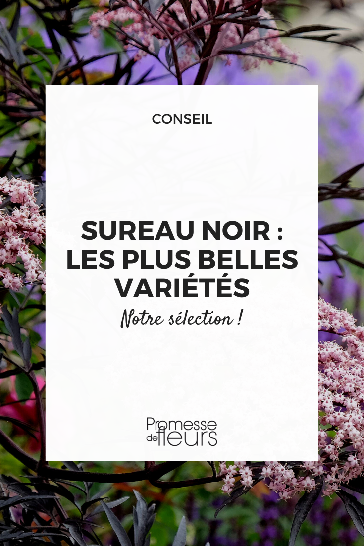 selección Saúco negro