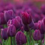6 tulipanes de flores violetas, malvas o púrpuras