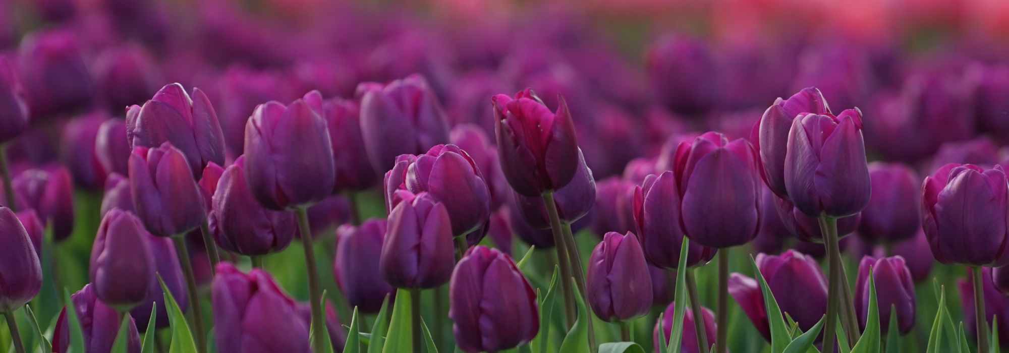 6 tulipanes de flores violetas, malvas o púrpuras