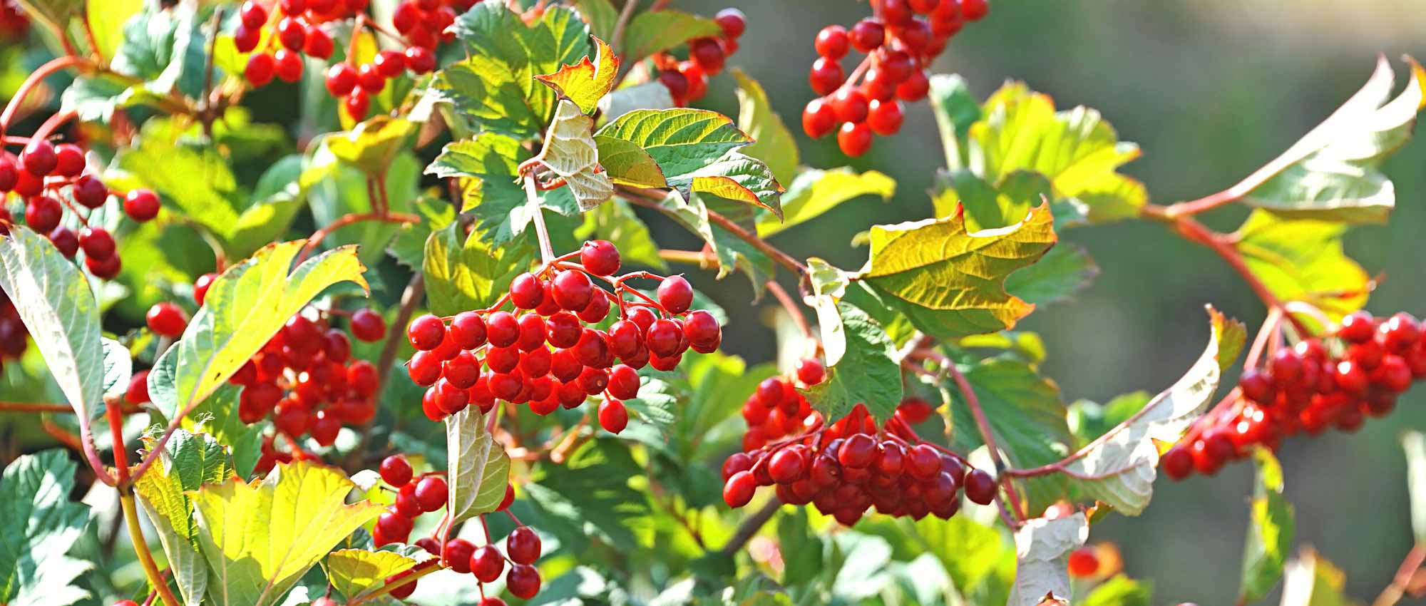 8 viburnos con frutos decorativos