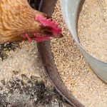 ¿Qué alimentación para las gallinas ponedoras?