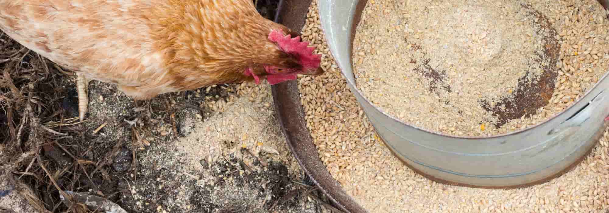 ¿Qué alimentación para las gallinas ponedoras?