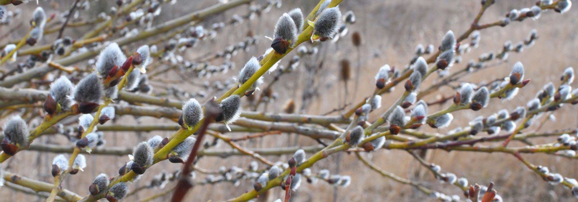 Los árboles de interés invernal