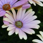 Asociar el Osteospermum