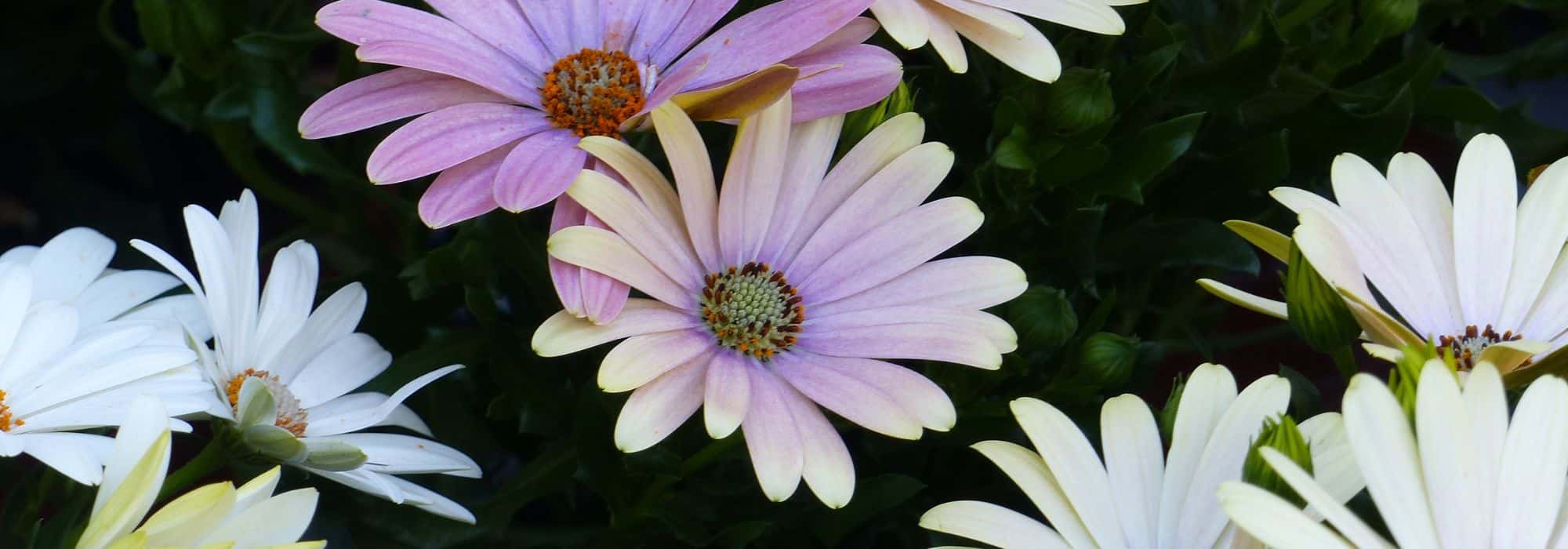 Asociar el Osteospermum