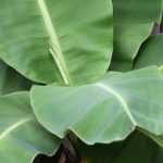 Platanero: ¿cómo protegerlo del frío en invierno?