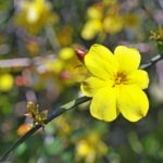 Multiplicar el jazmín amarillo mediante esquejes o acodo