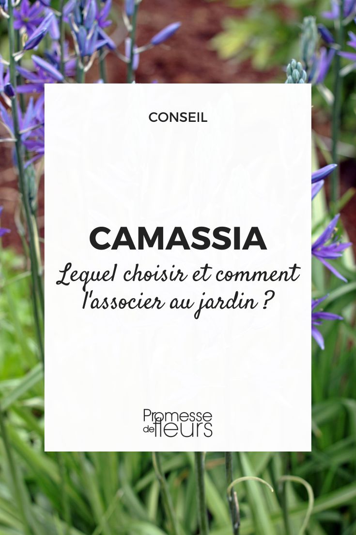 camassia elegir y combinar