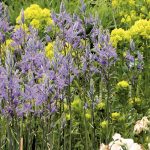 ¿Qué Camassia elegir y cómo combinarla con el jardín?