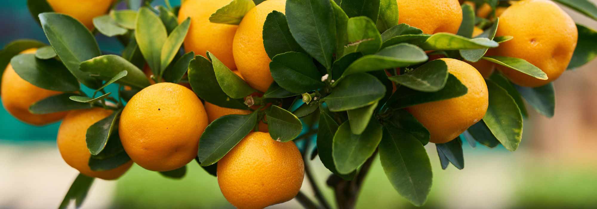 Cultivar un mandarino o Clementina en maceta