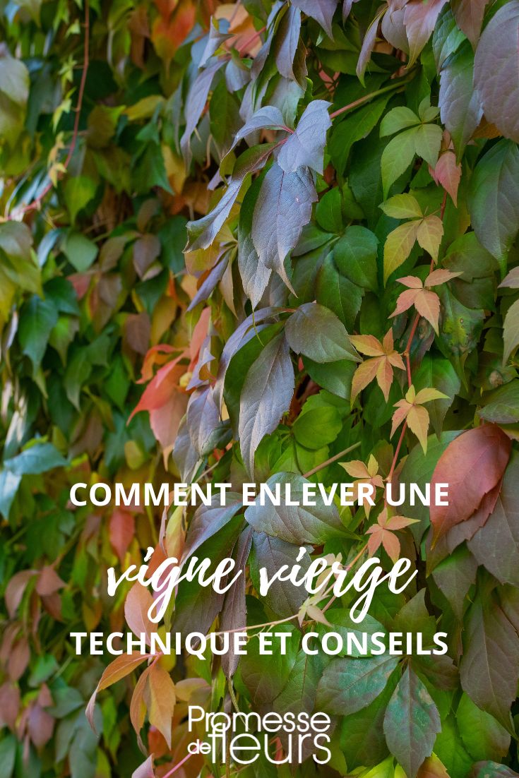 cómo quitar una hiedra virgen