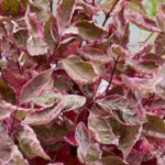 10 cornejo para un Pequeños jardines