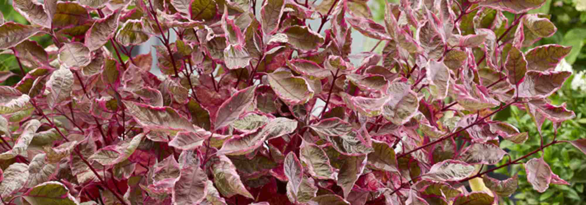 10 cornejo para un Pequeños jardines