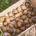 Hacer germinar patatas