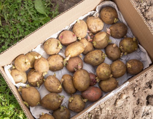 Hacer germinar patatas