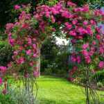 ¿Cómo hacer que un rosal trepe por una pérgola?