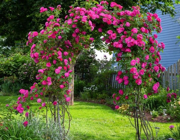 ¿Cómo hacer que un rosal trepe por una pérgola?