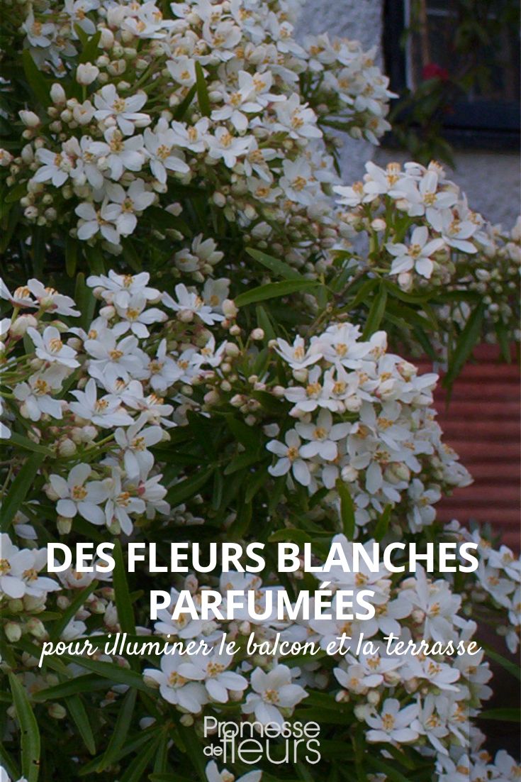 flores blancas perfumadas para balcón y terraza