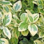 ¿Qué evónimos para un invierno colorido?