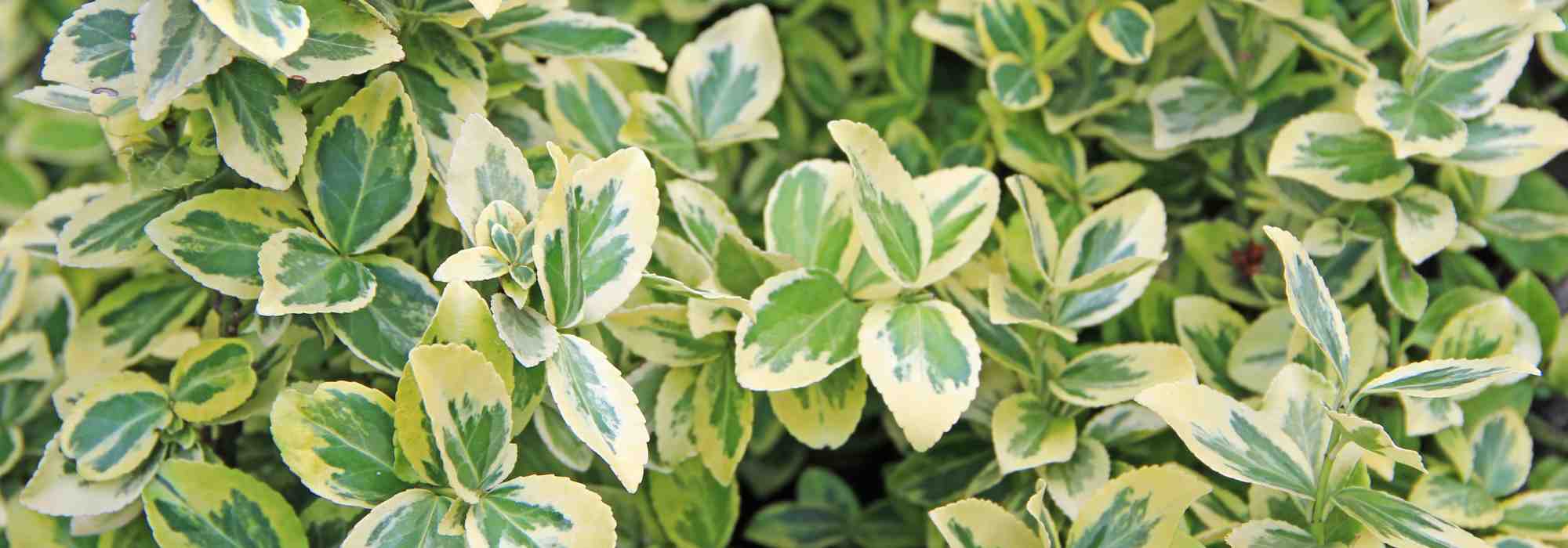 ¿Qué evónimos para un invierno colorido?