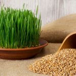 ¿Cómo hacer tus propias semillas germinadas?