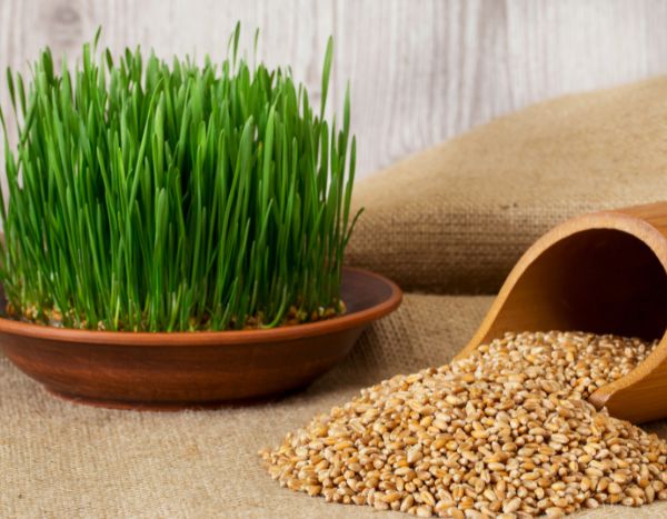¿Cómo hacer tus propias semillas germinadas?