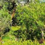 Permacultura: cómo crear una guilda de plantas