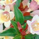 9 Abélias para un seto florido