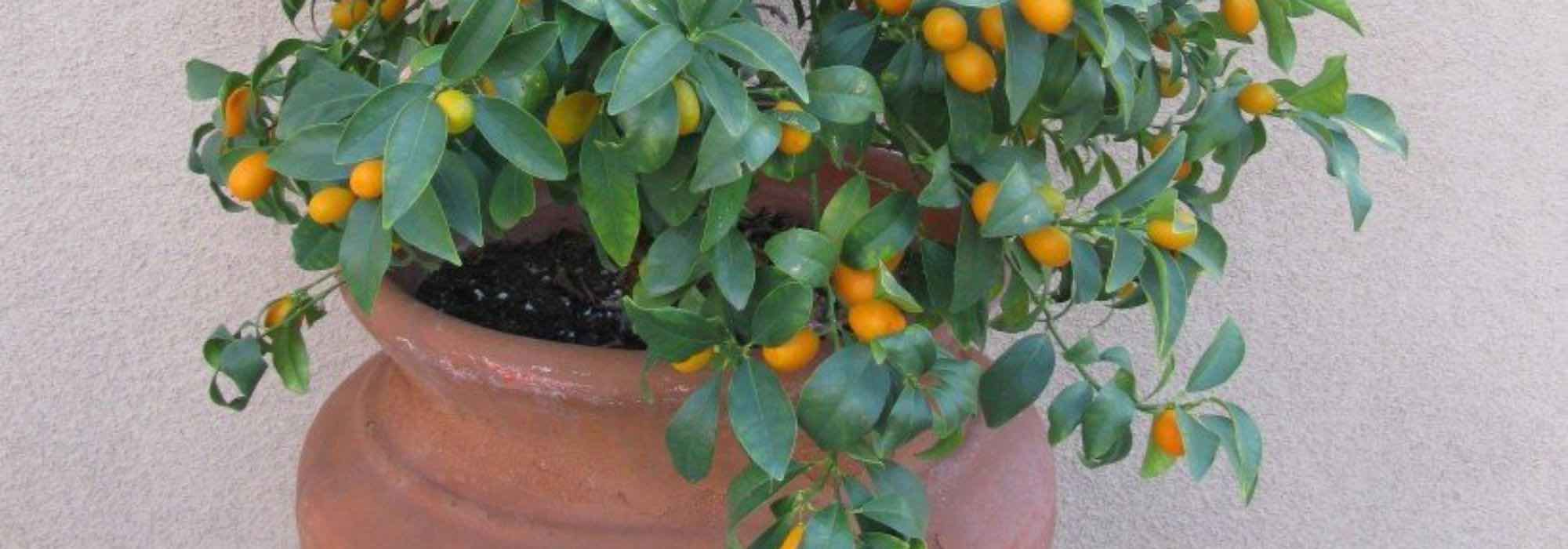 ¿Qué cítricos cultivar en macetas en una terraza?