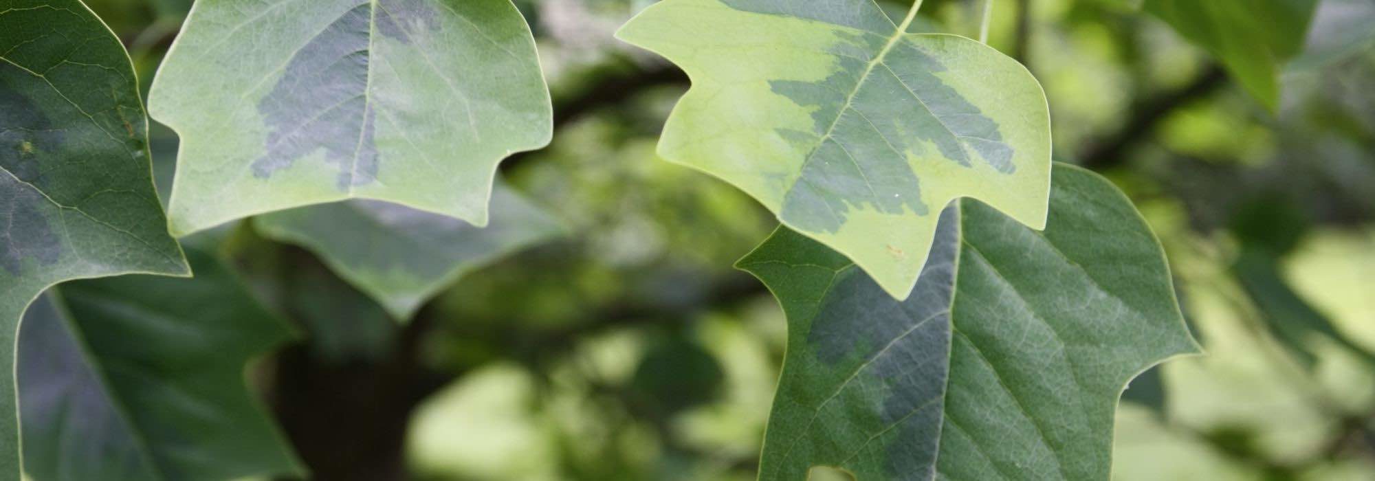 7 árboles con follaje y porte gráfico