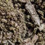 Agrobacterium tumefaciens o el cáncer del cuello: ¿qué es?