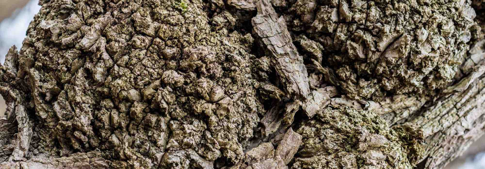 Agrobacterium tumefaciens o el cáncer del cuello: ¿qué es?