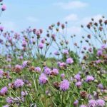 ¿Cómo deshacerse de los cardos?