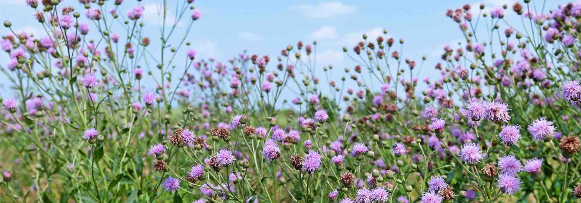 ¿Cómo deshacerse de los cardos?