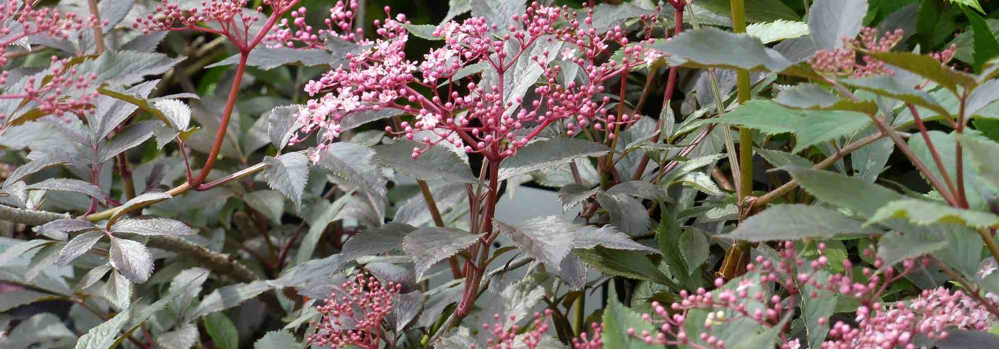 Elegir un saúco: guía de compra