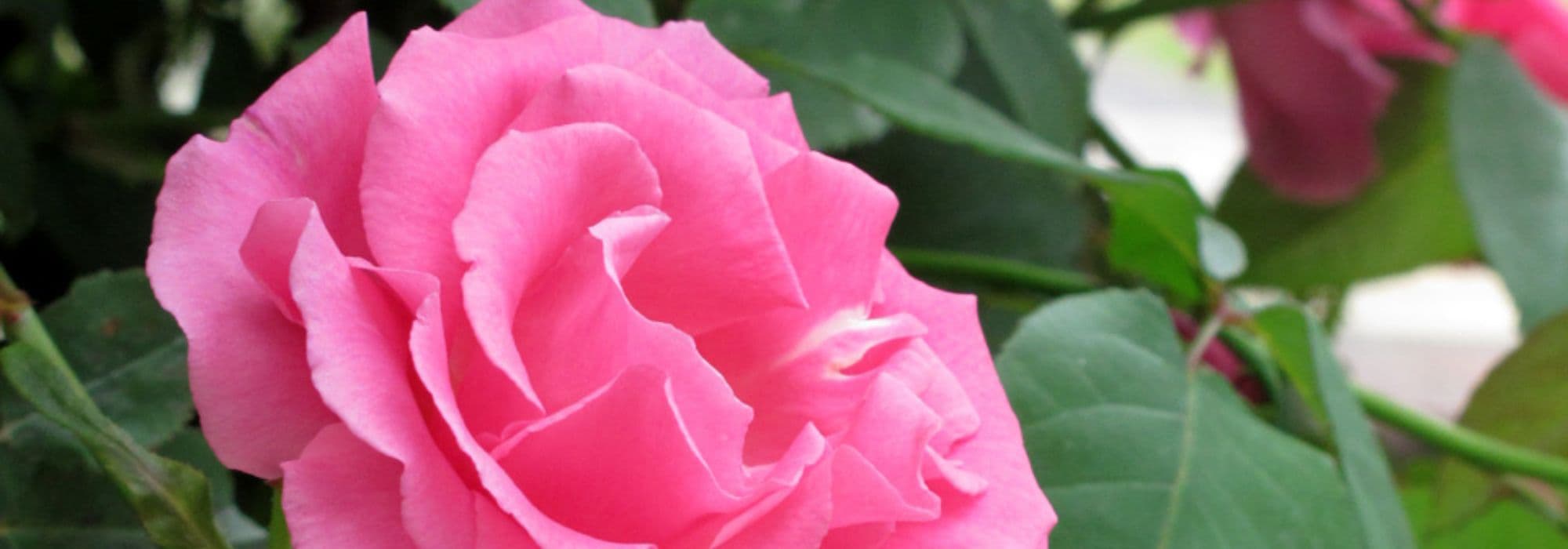 ¿Qué rosal para florecer un arco?