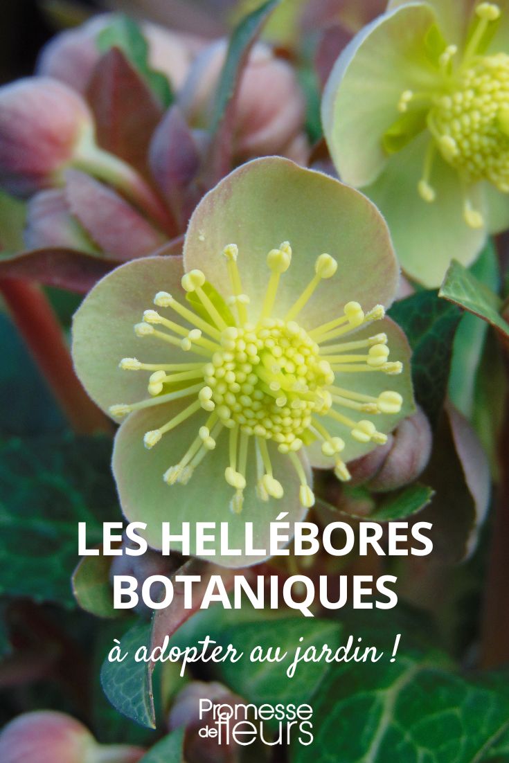heléboros botánicos