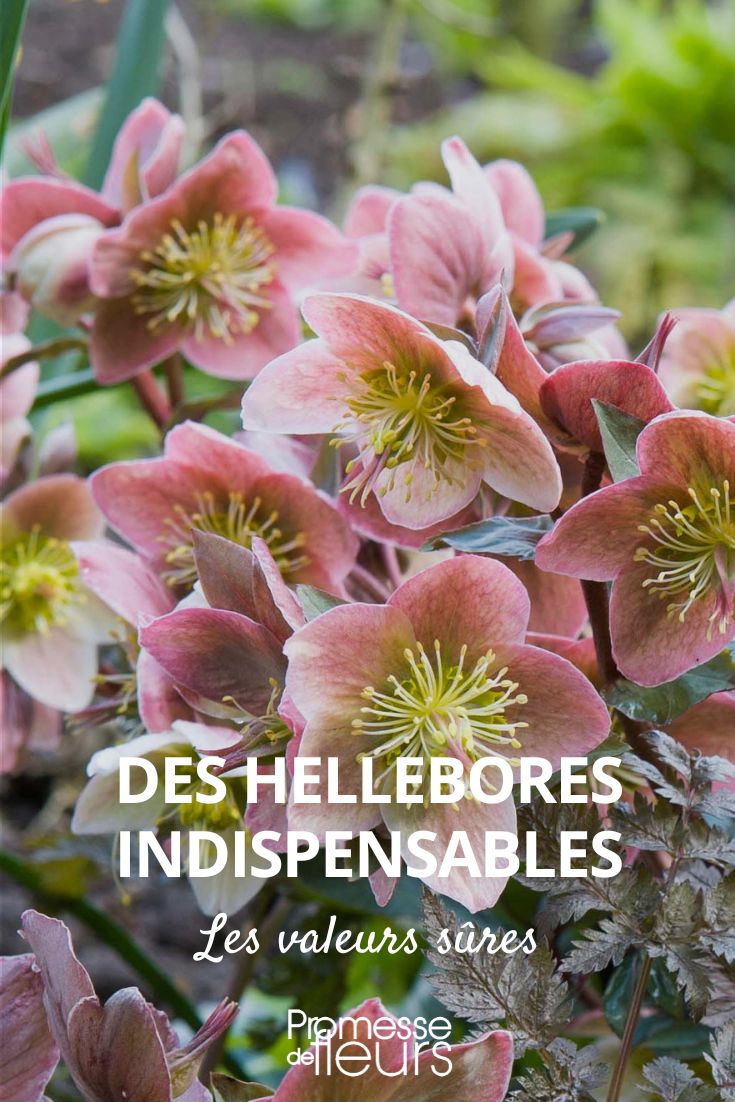 heléboros imprescindibles, valores seguros