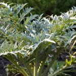 Proteger la Alcachofa del frío