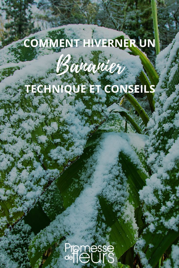 proteger un plátano durante el invierno