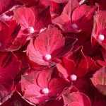 5 Hortensias de floración progresiva