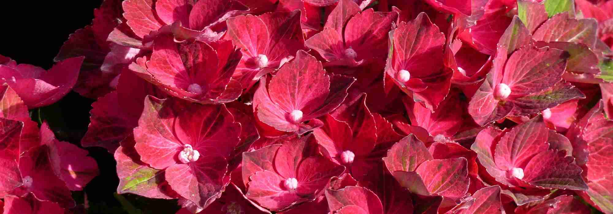 5 Hortensias de floración progresiva